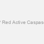 CaspGLOW? Red Active Caspase Staining Kit